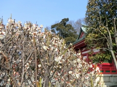 梅と織姫神社