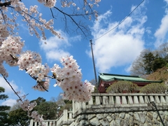 桜と織姫神社