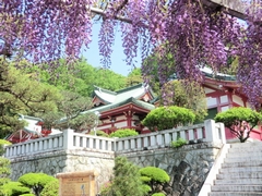 藤と織姫神社