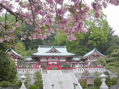 サクラ　織姫神社