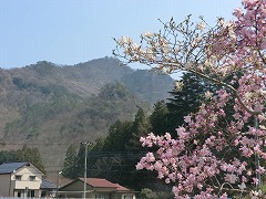 サクラ　ヤシオ山