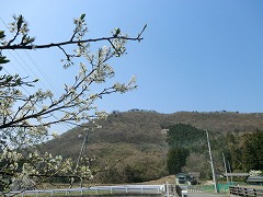 ウメ　ヤシオ山