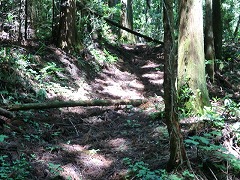杉木立の山道