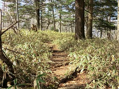 茶ノ木平への遊歩道