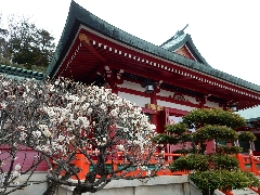 梅　織姫神社