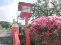 ミヤマキリシマツツジ　織姫神社