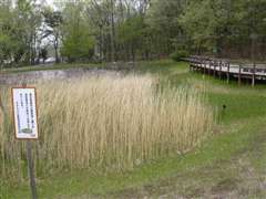 湿地公園