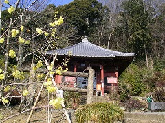 ロウバイ　清水寺