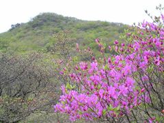 早咲きのトウゴクミツバツツジと荒山