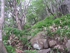 樹林帯の岩場