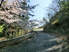 桜散る林道